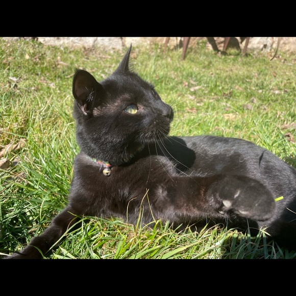 Nat & Miss. Tituba, the fortune telling chicken 🔮 - Picture 2 of 8